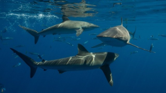 La escasez de oxígeno en el fondo marino explica la escasa diversidad de tiburones en el Mediterráneo
