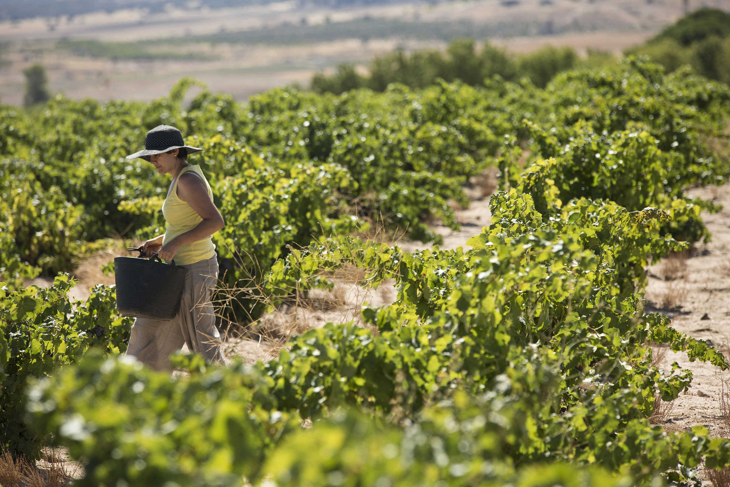 Colinas, montañas y reinas de corazones