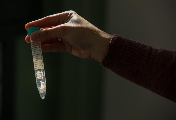 Investigadores ven por primera vez divisiones de células madre en el cerebro adulto


