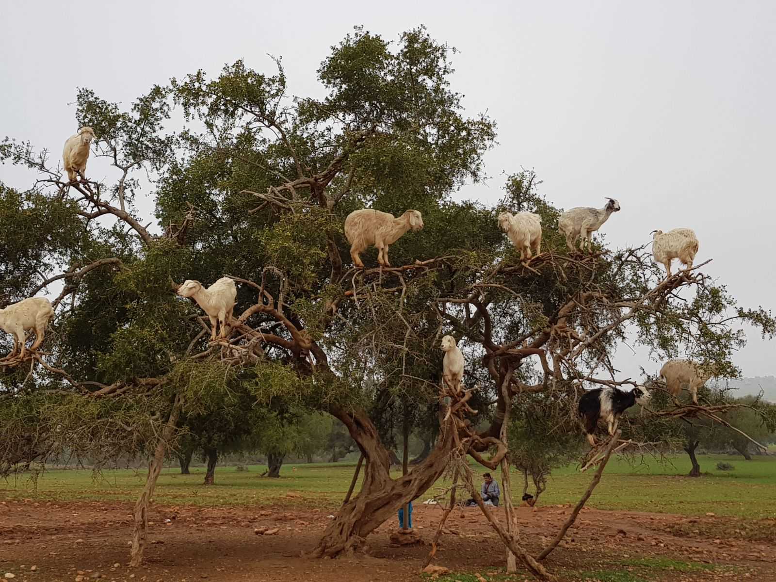 Corderos que se posan sobre los árboles 