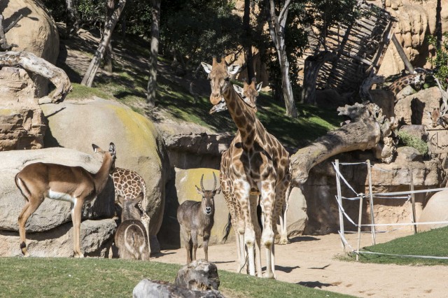 La justicia da la razón al Ayuntamiento en el cálculo del canon del Bioparc de los años covid 
