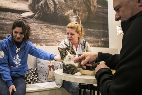 Berenar vegà en el temple dels gats: el primer cat-café de València