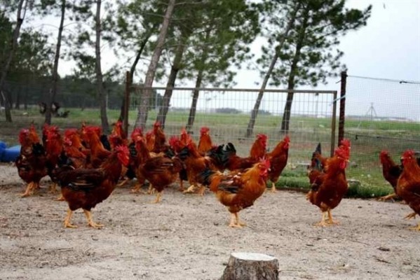Carrefour trae a España el primer pollo campero criado sin tratamientos antibióticos