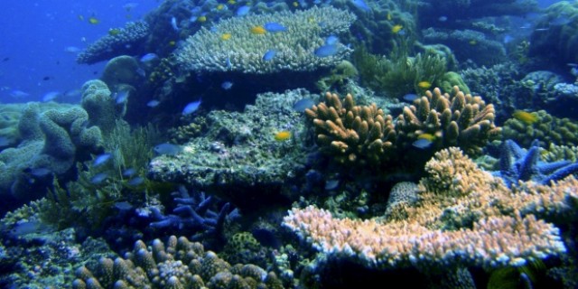 El cambio climático y la disolución podrían hacer desaparecer los arrecifes de coral antes de 2050

