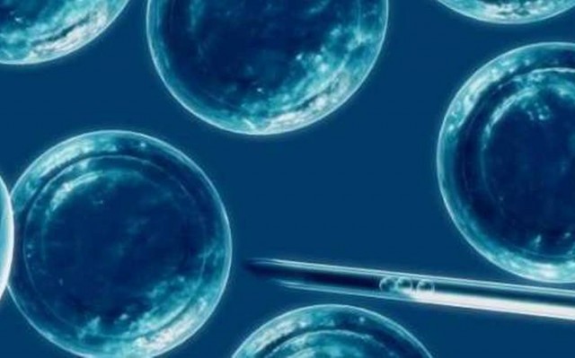 Las células madre, soluciones médico y estéticas del futuro por su capacidad de regeneración
