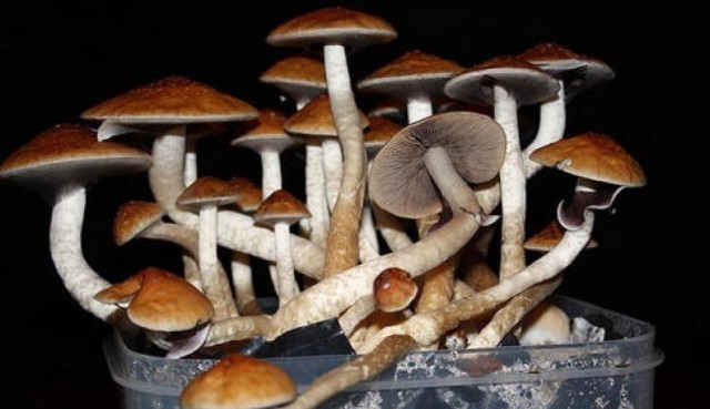 Las propiedades 'mágicas' de algunos hongos podrían explicarse por causas evolutivas