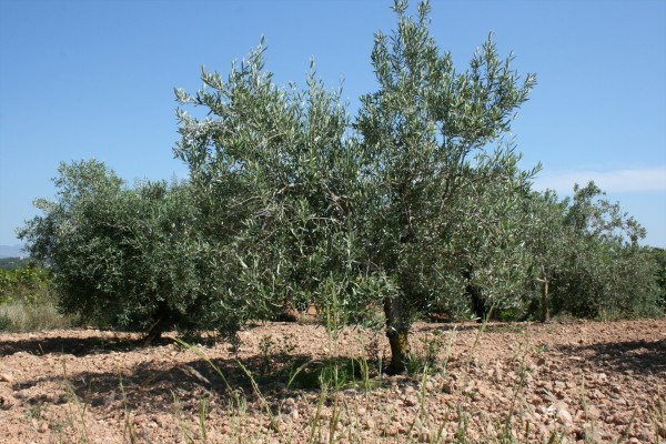 Agricultura impulsa la participación de aceites de oliva virgen extra en el Concurso Iber Oleum 2025