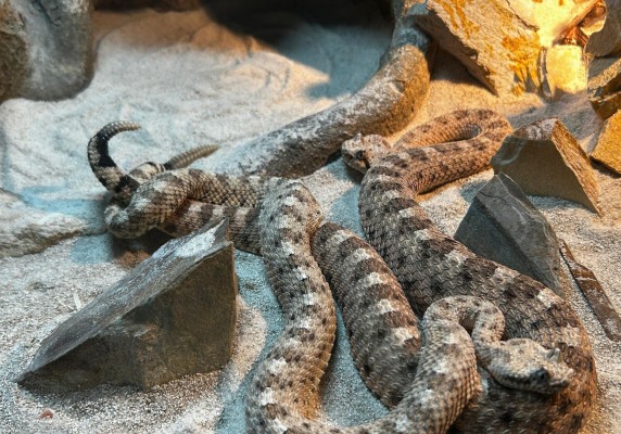 Los cortejos en serpientes cascabel cornuda en Terra Natura Benidorm abre la puerta a nuevas crías 