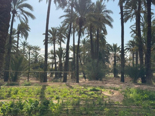 El huerto urbano de Travalón de Elche inicia su actividad con 209 parcelas para los vecinos