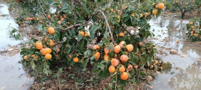 La Dana eleva a 1.870 millones las pérdidas en el campo valenciano; Castellón suma 200 por sequía