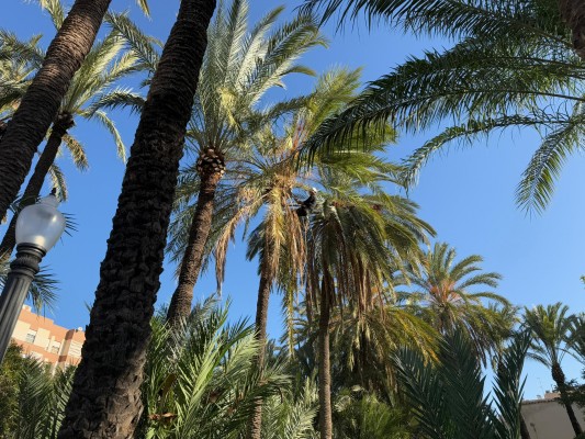 Elche inicia los trabajos de poda de 3.815 palmeras en huertos ajardinados 