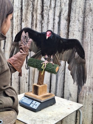 Terra Natura Benidorm refuerza el cuidado de sus aves rapaces