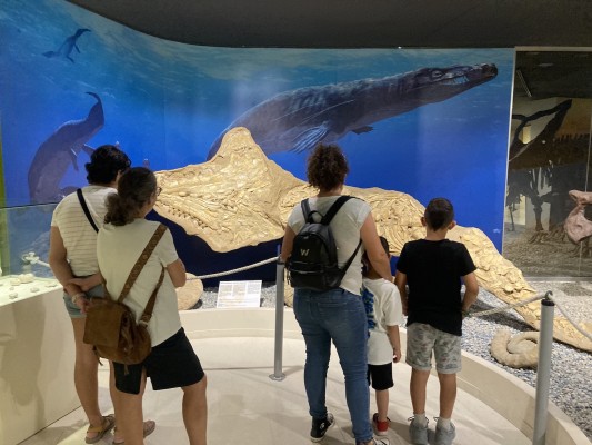 El Museo Paleontológico de Elche cierra el año de su aniversario rozando los 28.000 visitantes