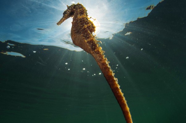 Caballitos de mar: especies singulares del Mar Menor expertas en camuflaje