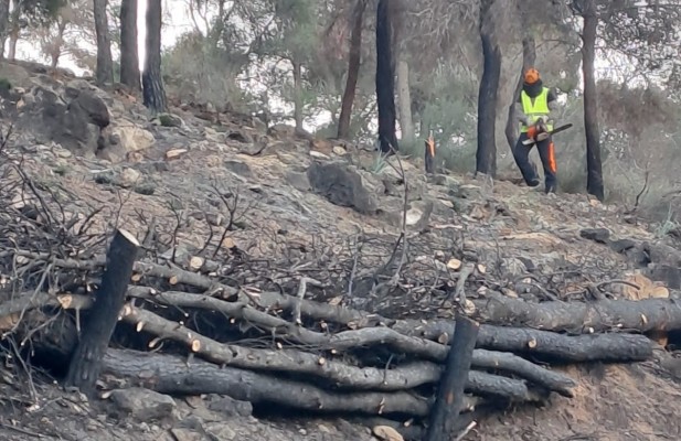 Abordan la regeneración de una zona forestal afectada por un incendio en el parque regional de El Valle