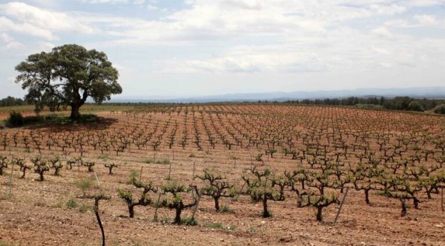 El Consell abona 63 millones a 30.670 agricultores y ganaderos de las ayudas de la Solicitud Única de la PAC
