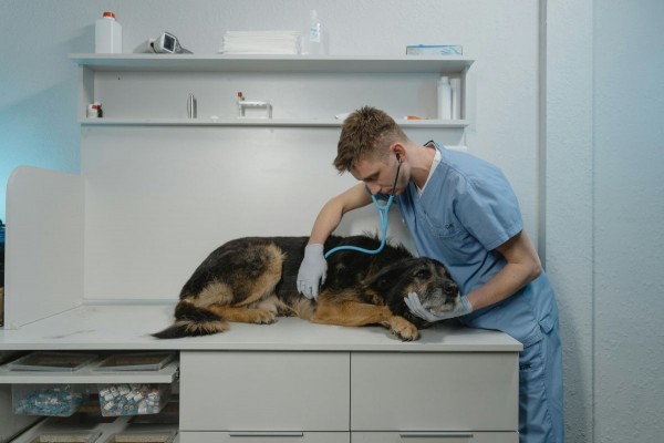 Una microbiota sana podría ayudar a mejorar la calidad de vida de perros y gatos con ciertas patologías
