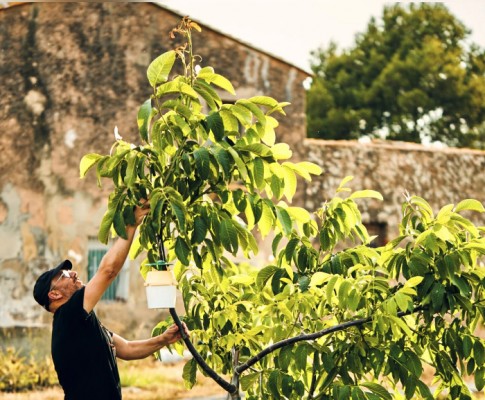 Culla posa en valor la venda de proximitat de la producció agrícola i reivindica la seua rendibilitat
