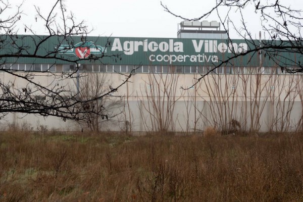 Agrícola Villena saneó sus cuentas en 2023: duplica facturación hasta 51,5 millones y vuelve a beneficio