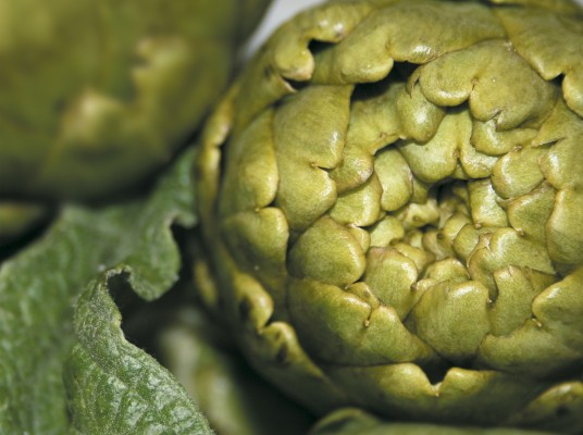 La DOP Alcachofa de Benicarló investigará cómo crear plantas madre 'in vitro' libres de plagas