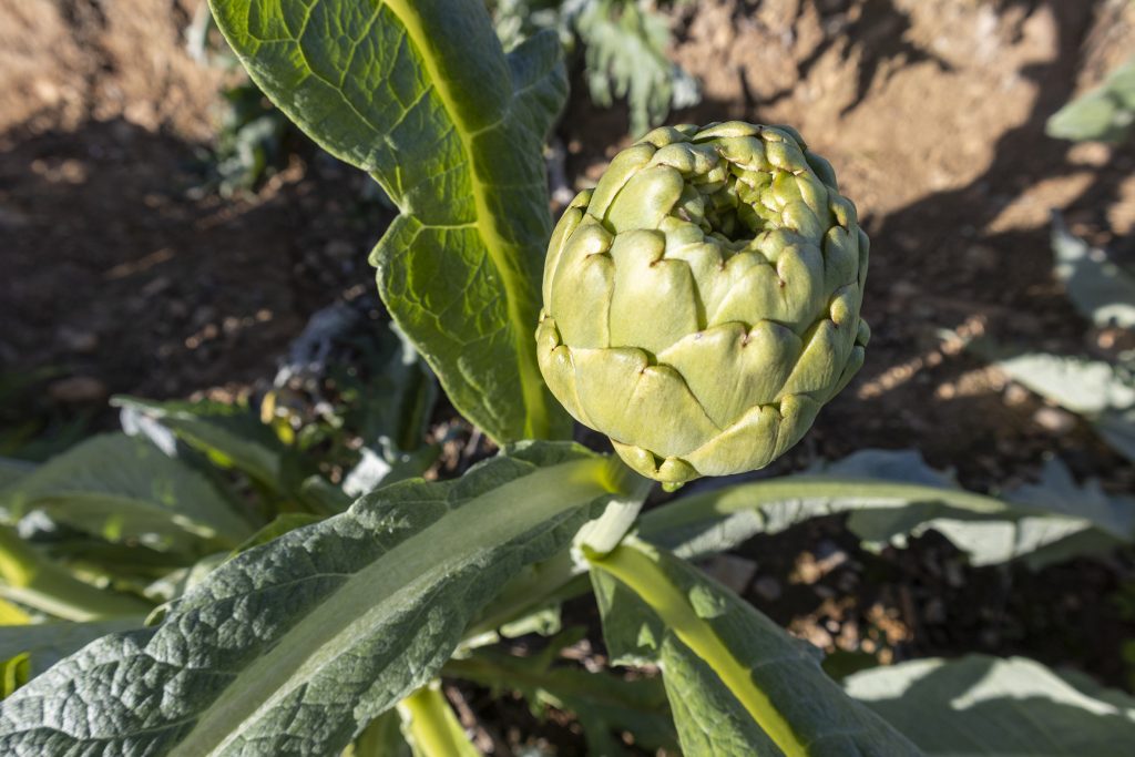 La alcachofa brota con fuerza: la campaña podría remontar hasta un 30% en producción 