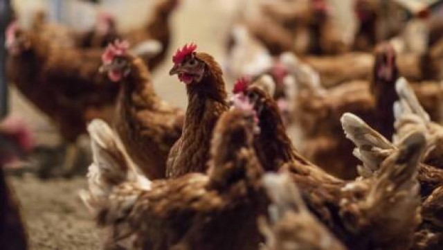 Huevos Guillén eleva ventas hasta los 273 millones y gana un 63% más por la mejora de márgenes 