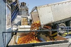 Las mermas por plagas, daños meteorológicos y bajos calibres elevan los destríos al 22% en la campaña citrícola