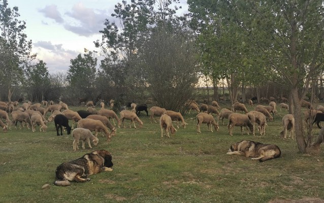 Un estudio con participación de la UMH analiza la contribución de los lobos en el pastoreo ecológico 
