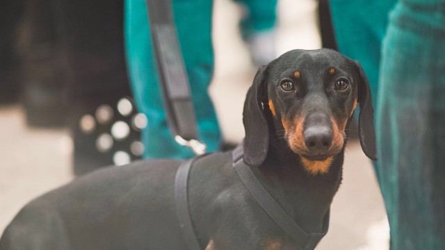 Miedo al guau: València y los comercios con puertas abiertas (o no) a los perros
