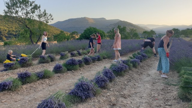 La Mata estimula la economía y dinamiza la comarca con el cultivo de hierbas aromáticas
