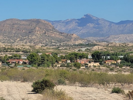 Una empresa plantea en Torrellano una plantación de 76 hectáreas de cítricos transformando suelo forestal