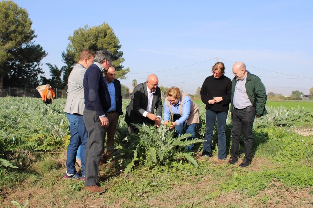La campaña de la alcachofa Vega Baja arranca con un 15% más de plantaciones: 2.300 hectáreas