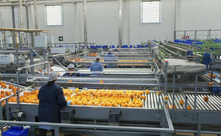 La campaña citrícola arranca con dificultades para los exportadores de Castellón por precios elevados y sobreoferta