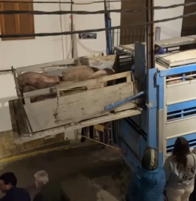 Un camión que transportaba cerdos se queda atascado 20 horas en el centro de Chulilla