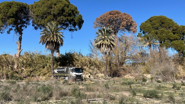 Los pinos centenarios de Churra reciben un tercer riego de emergencia ante la falta de lluvia

