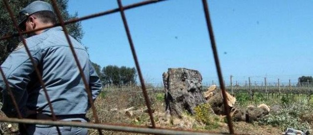 El PSOE presenta una propuesta para que el Gobierno aplique exenciones fiscales a los afectados por la Xylella