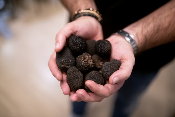 El misterio de la trufa negra melanosporum de Castelló