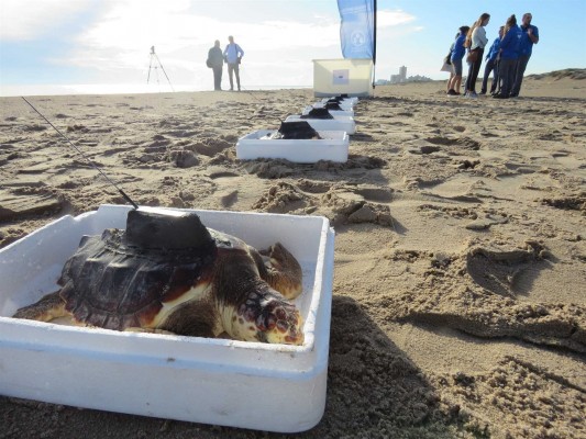 Las tortugas que crió l'Oceanogràfic siguen nadando: emiten señales desde Sicilia y Túnez