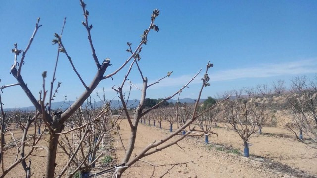 Las últimas heladas causan 35 millones en daños en 7.500 hectáreas de frutas, caqui y cítricos
