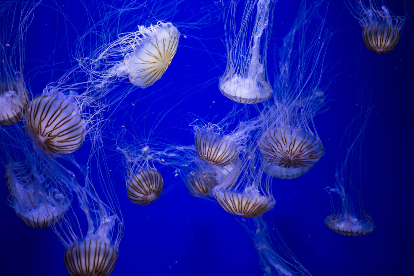 Inauguración de la exposición de medusas en el Oceanoagràfic (Foto: Estrella Jover)