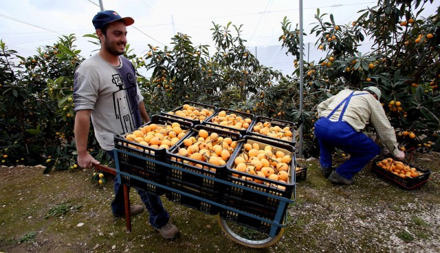 Callosa reclamará rebajas en los módulos de IRPF del níspero para mantener el cultivo tradicional