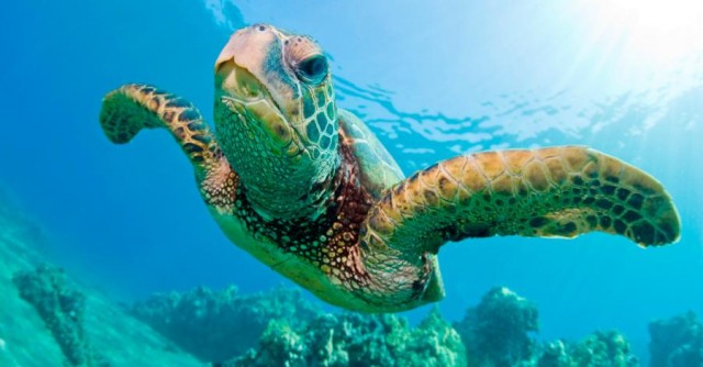 Las tortugas marinas usan sus aletas para manipular alimentos

