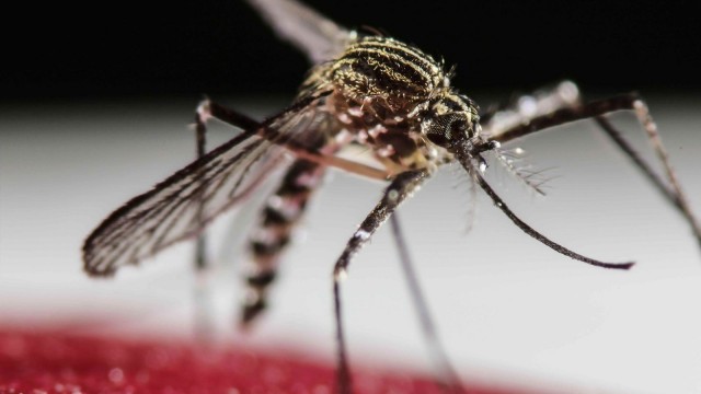 ‏Del virus del zika y otras pandemias