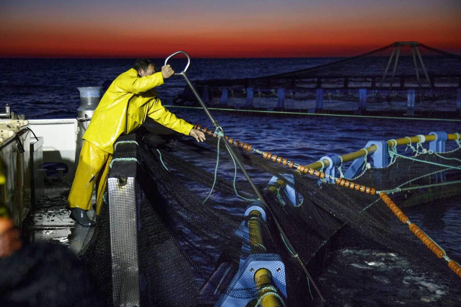 Doradas alicantinas y la paradoja europea