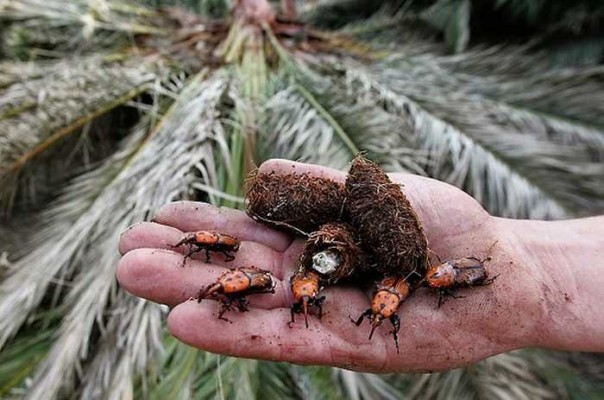 Un método con materia vegetal permite el control de plagas de picudo rojo sin residuos
