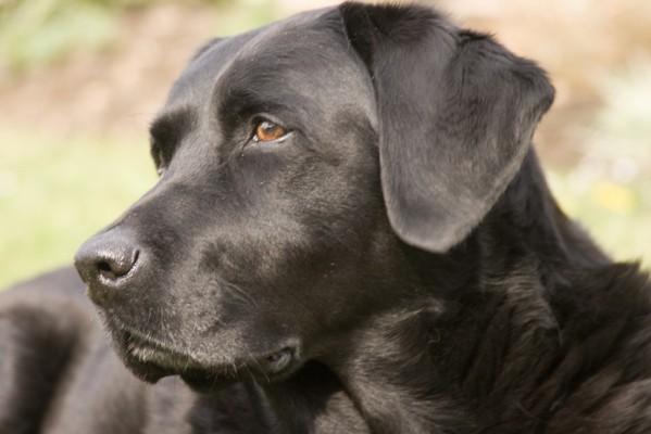 Naroa, la perra labradora que ayuda a menores víctimas de violencia machista