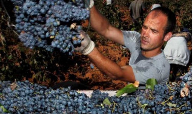 Requena aspira a llegar a 4.000 hectáreas de producción de cava
