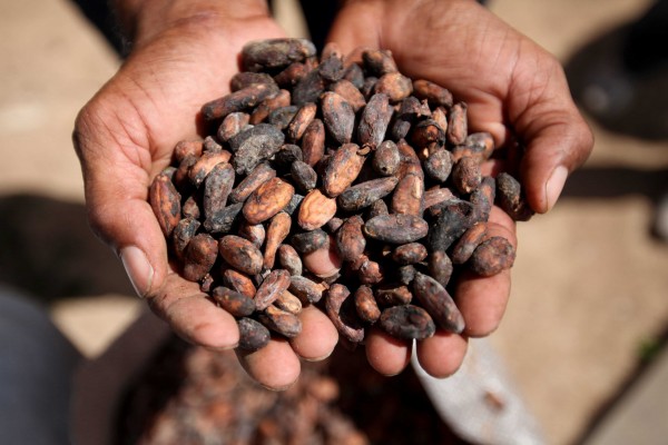 El cacao natural, incluido en la primera pirámide de la dieta mediterránea para niños y jóvenes

