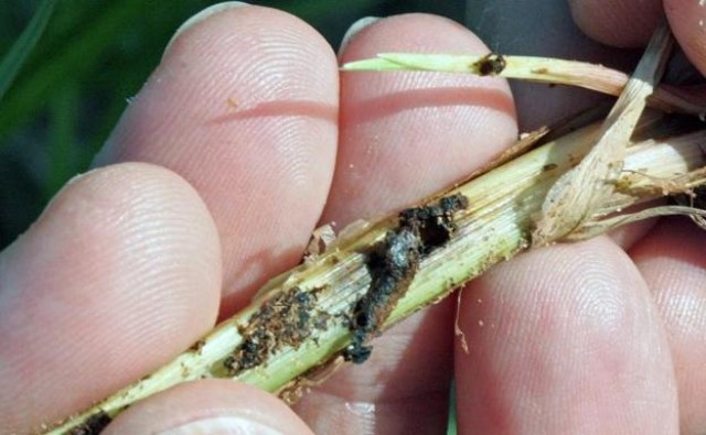 Identifican la desconocida e histórica plaga que ataca los cultivos de chufa

