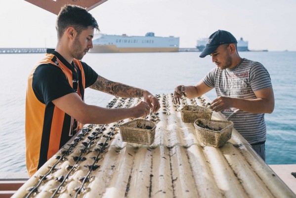 Así se cultivan las ostras valencianas que compran las estrellas Michelin